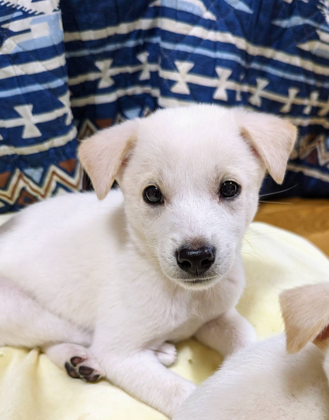 香川県【保健所レスキュー】優しい毛色のマスカットくん