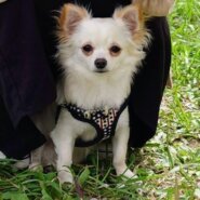 ロングコートチワワ　男の子