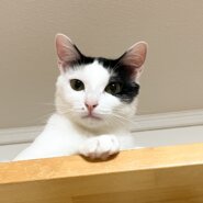 牧場から保護 好奇心旺盛な美男子・マリンくん