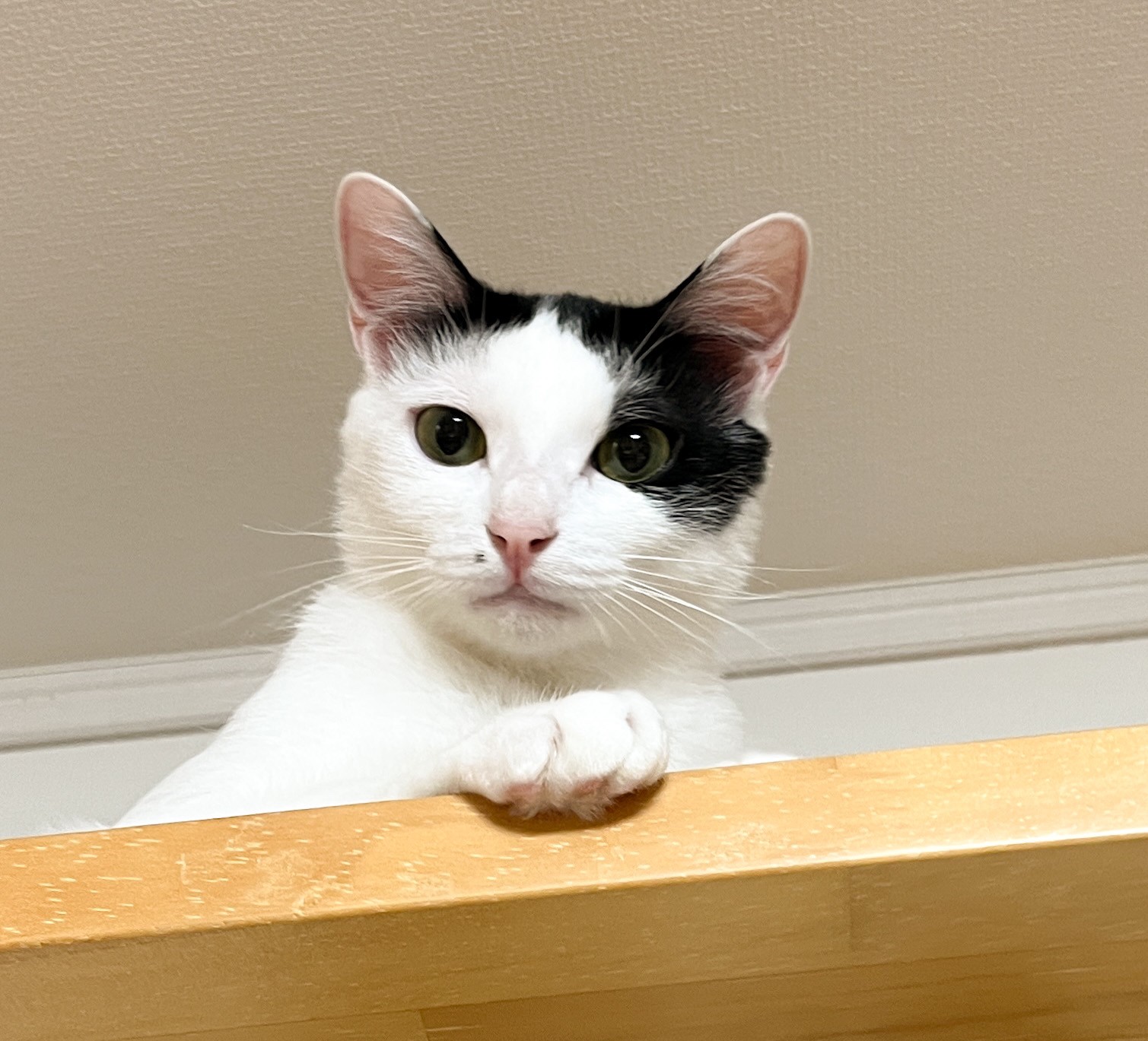 牧場から保護 好奇心旺盛な美男子・マリンくん