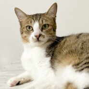 牧場から保護 優しい癒し系・フキくん