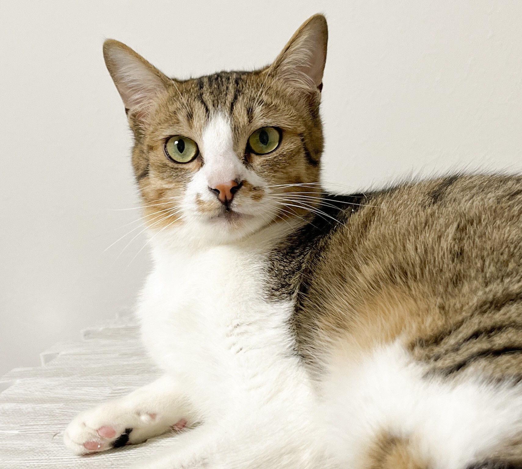 牧場から保護 優しい癒し系・フキくん