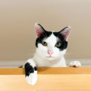 牧場から保護 心優しい美猫・ビビちゃん