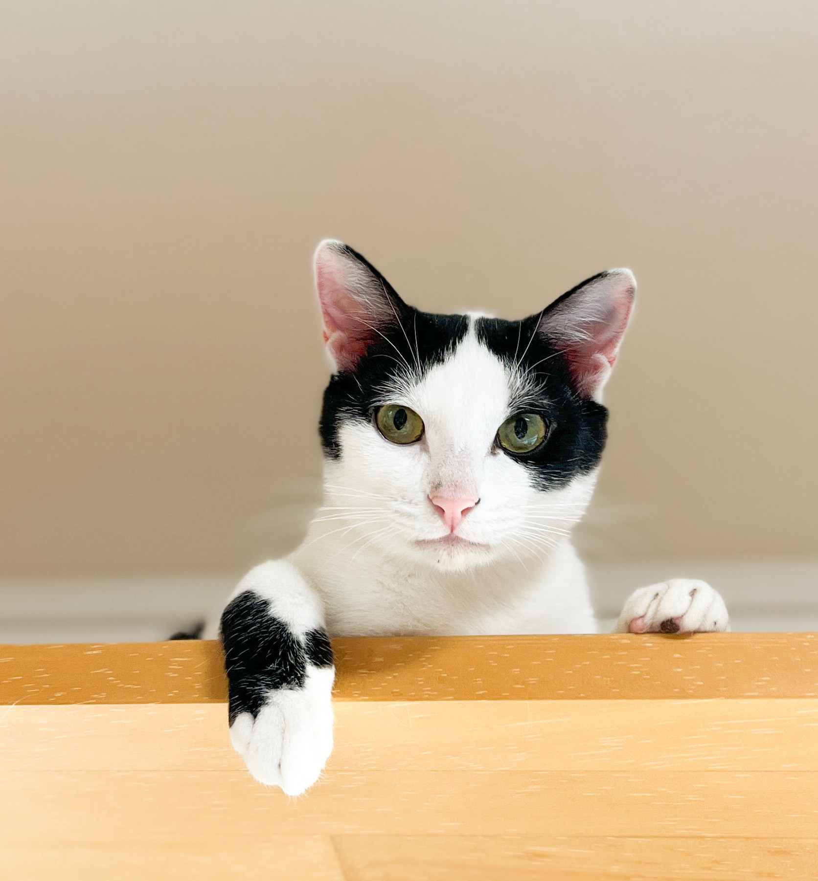 牧場から保護 心優しい美猫・ビビちゃん