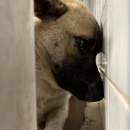 期限あります、家族に迎えて下さい