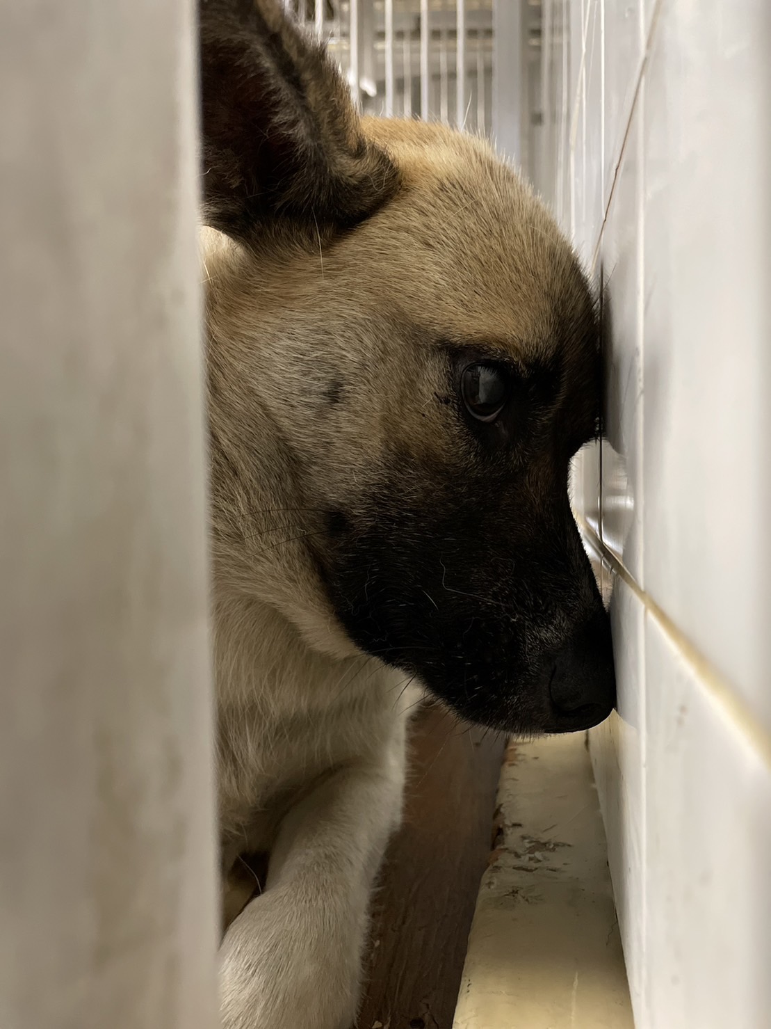 期限あります、家族に迎えて下さい
