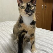 愛情豊かに6匹育てた☆サニーママ　