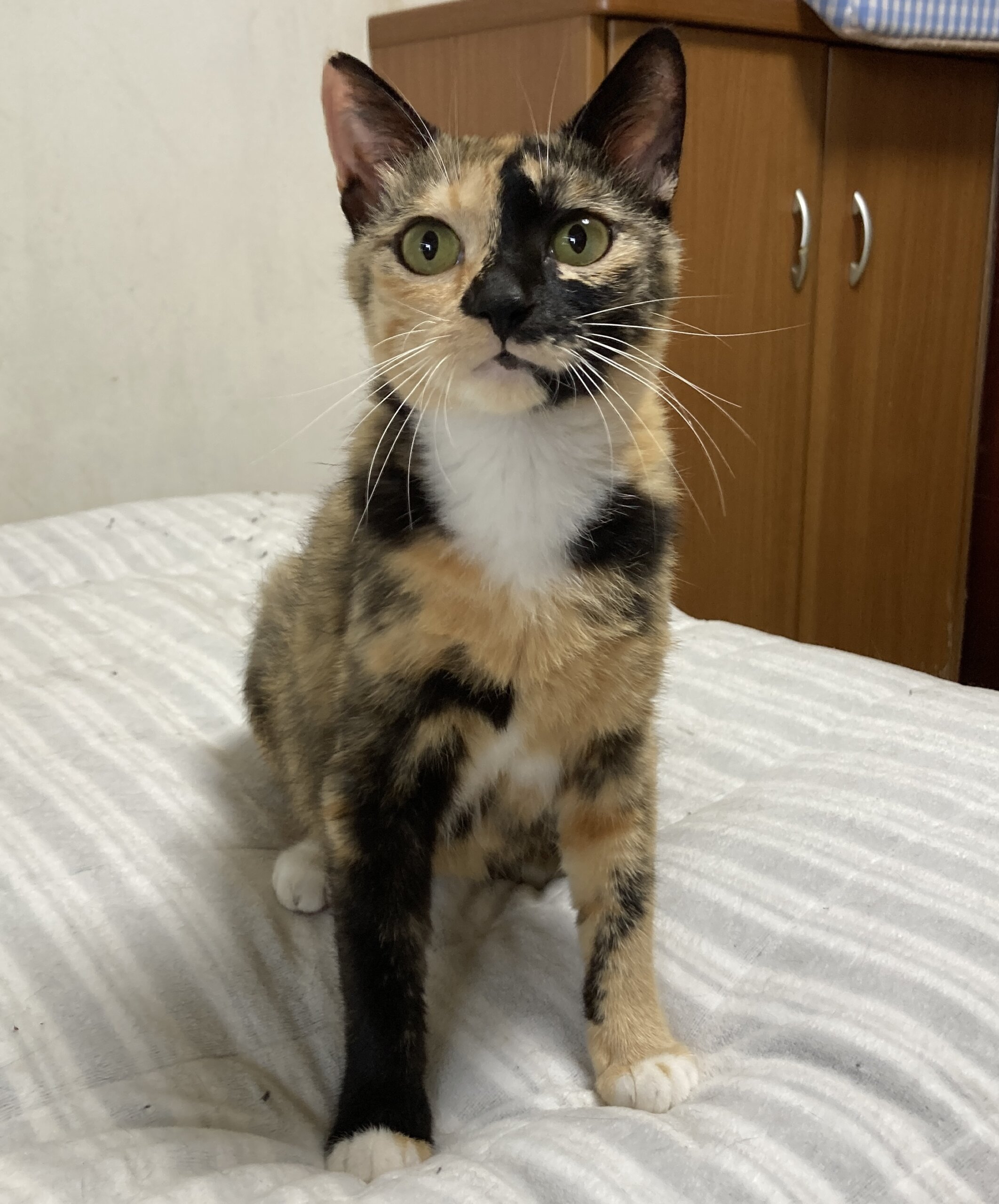 愛情豊かに6匹育てた☆サニーママ　