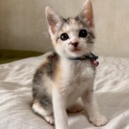 可愛いパステル三毛姉妹♡みさきちゃん