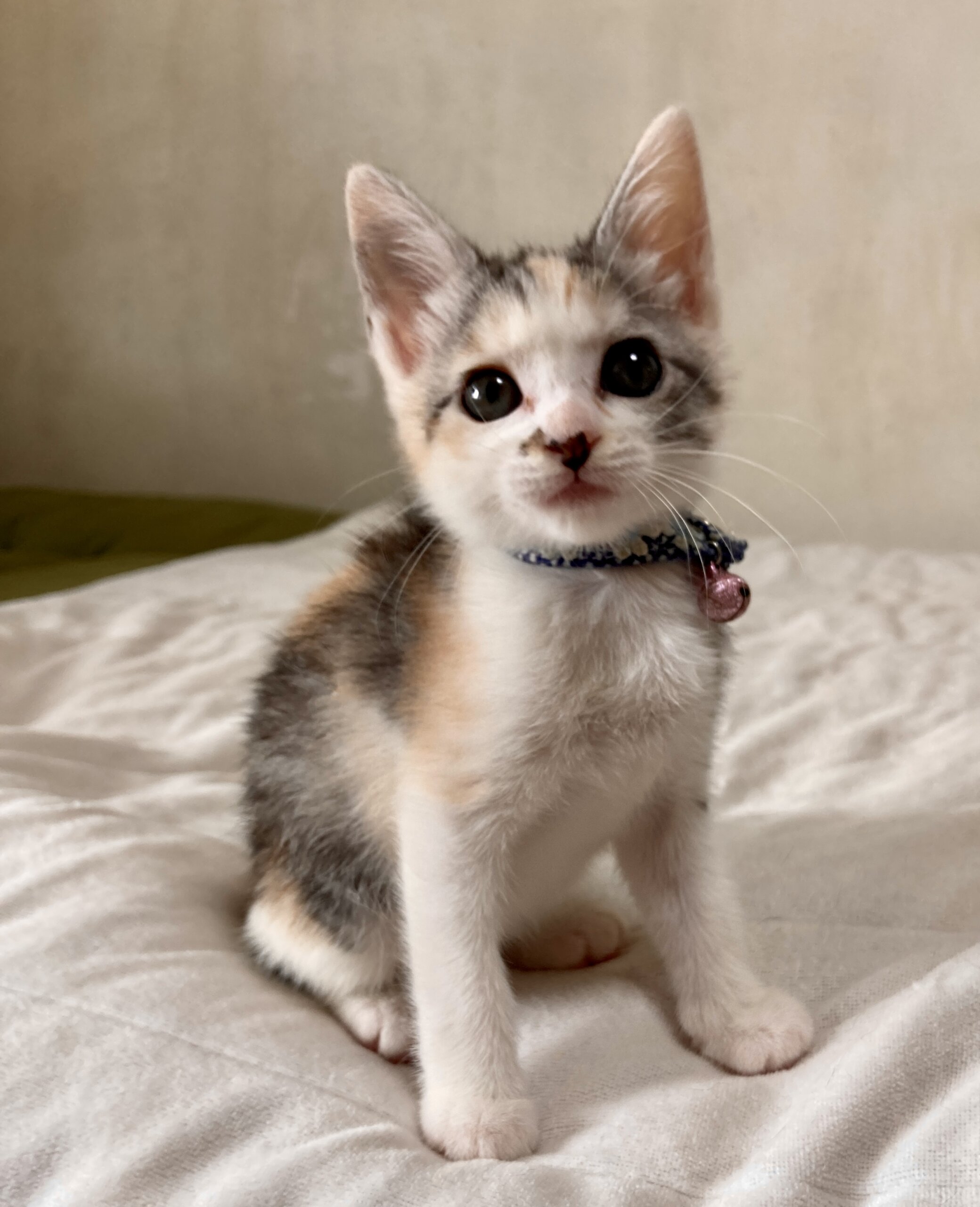 可愛いパステル三毛姉妹♡みさきちゃん