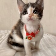 可愛いパステル三毛姉妹☆なぎさちゃん