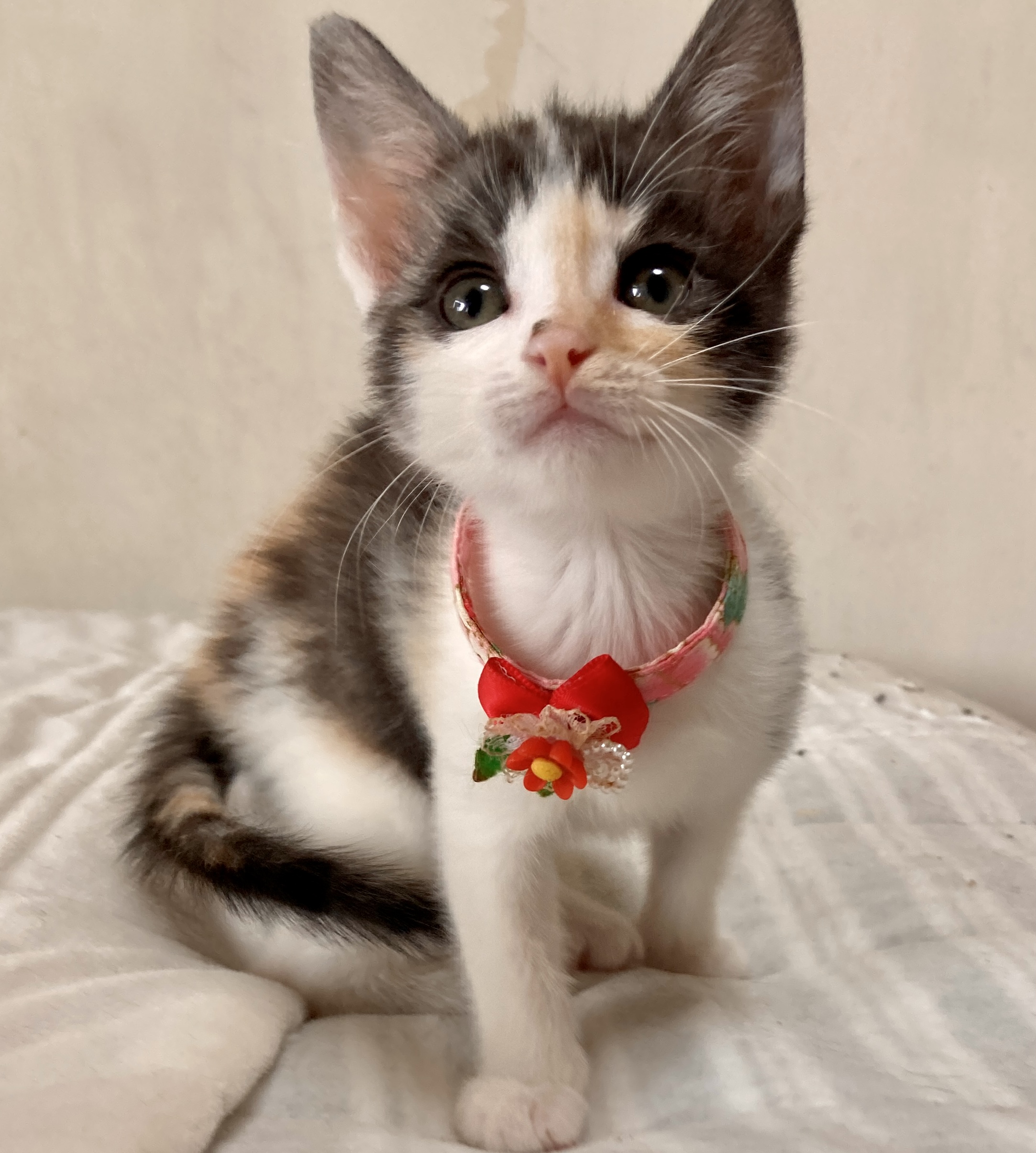 可愛いパステル三毛姉妹☆なぎさちゃん