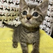 チョコチョコ歩く姿が可愛いキジ♪くるみちゃん