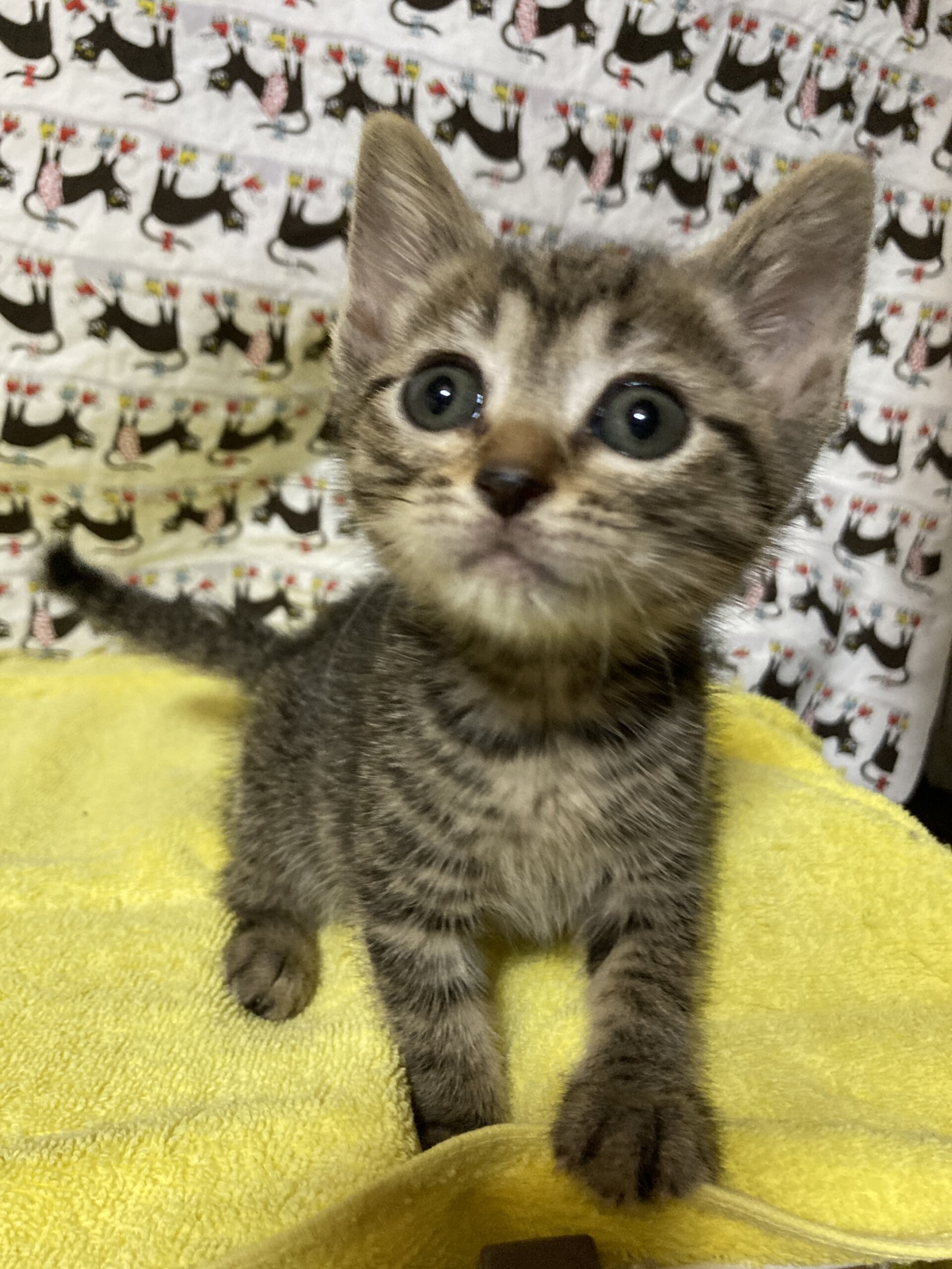 チョコチョコ歩く姿が可愛いキジ♪くるみちゃん