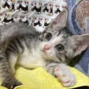 コロコロ元気なサバ白♪こてつくん