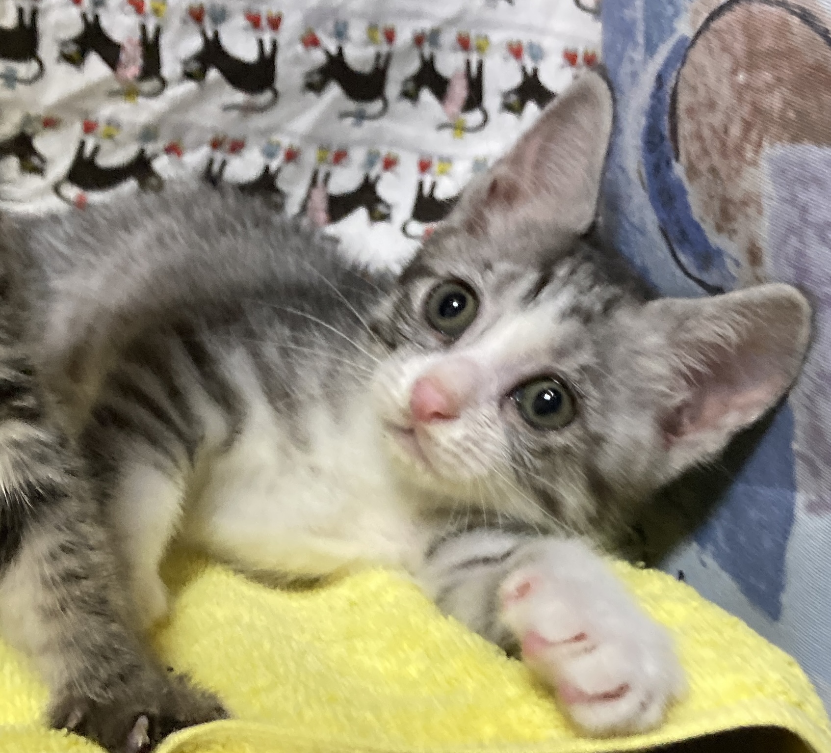 コロコロ元気なサバ白♪こてつくん