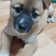 香川県【保健所レスキュー】鼻黒が可愛いピオーネくん