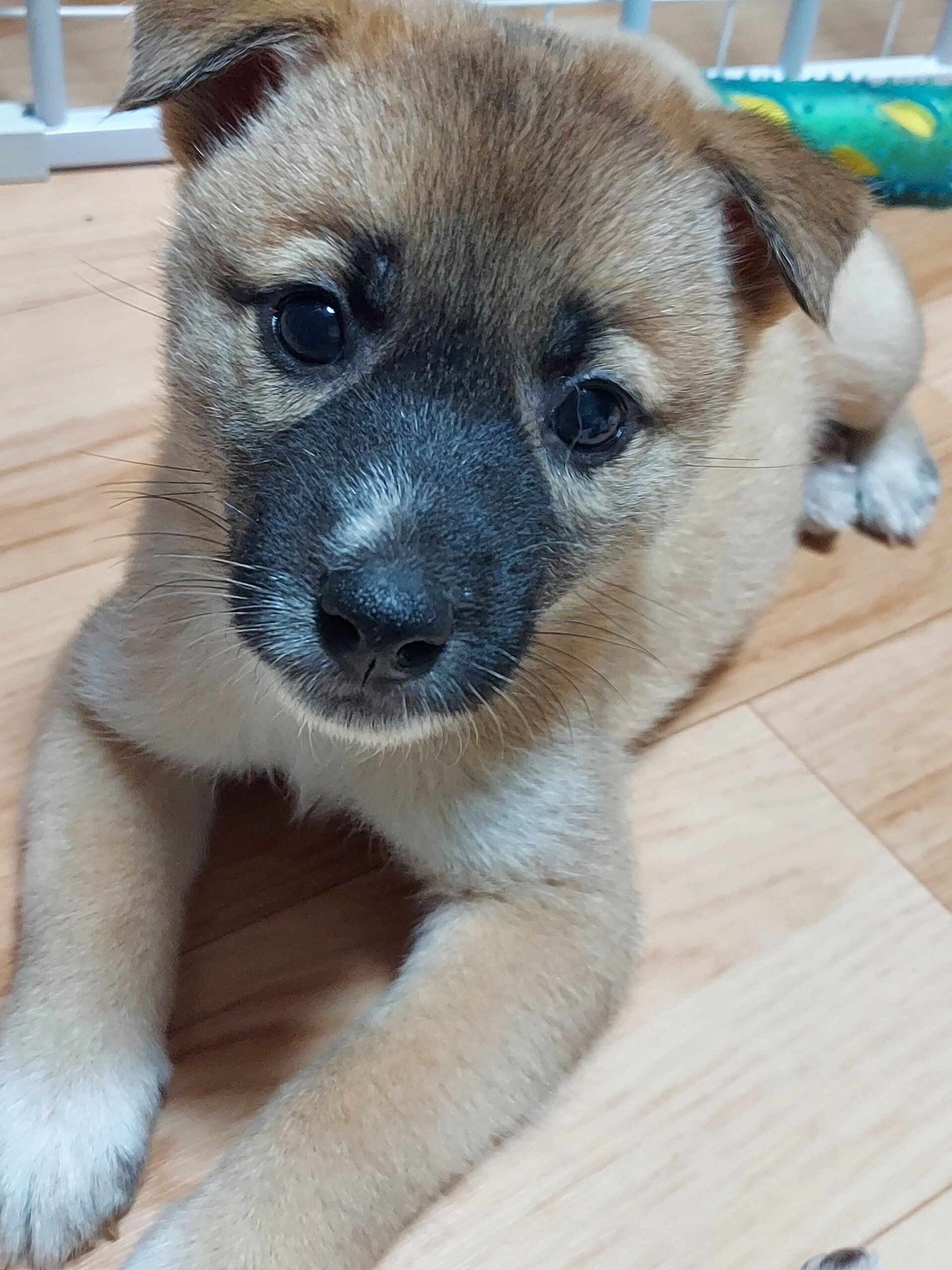 香川県【保健所レスキュー】鼻黒が可愛いピオーネくん