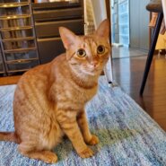 里親さん決定！真白くん