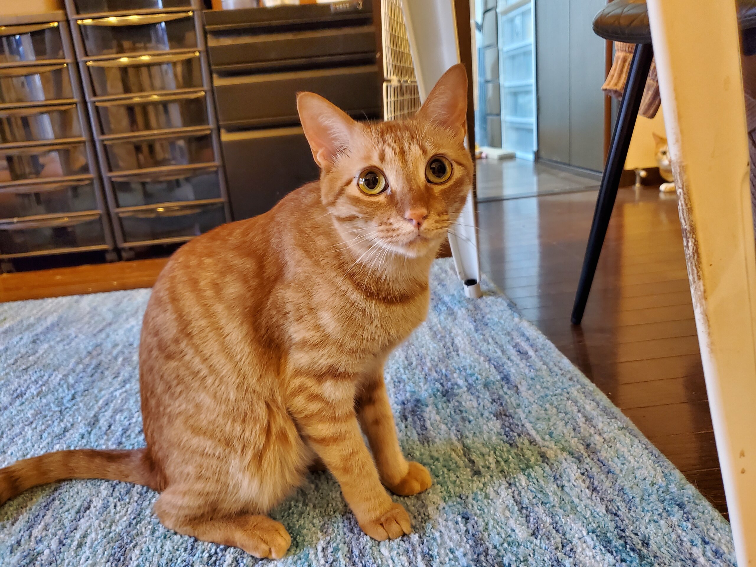 里親さん決定！真白くん