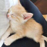 in瀬戸市☆何と子猫が５０匹～の超子猫大祭！☆2023年7月2日（日）～ 非営利団体「ちーむ にゃいんず」