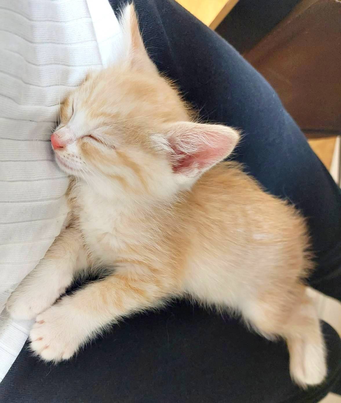 in瀬戸市☆何と子猫が５０匹～の超子猫大祭！☆2023年7月2日（日）～ 非営利団体「ちーむ にゃいんず」