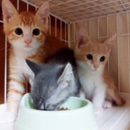 in春日井市☆何と子猫が５０匹～の超子猫大祭！☆2023年7月1日（土）～ 非営利団体「ちーむ にゃいんず」