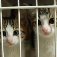 in春日井市☆子猫たちの譲渡会2023年6月17日（土）～ 非営利団体「ちーむ にゃいんず」