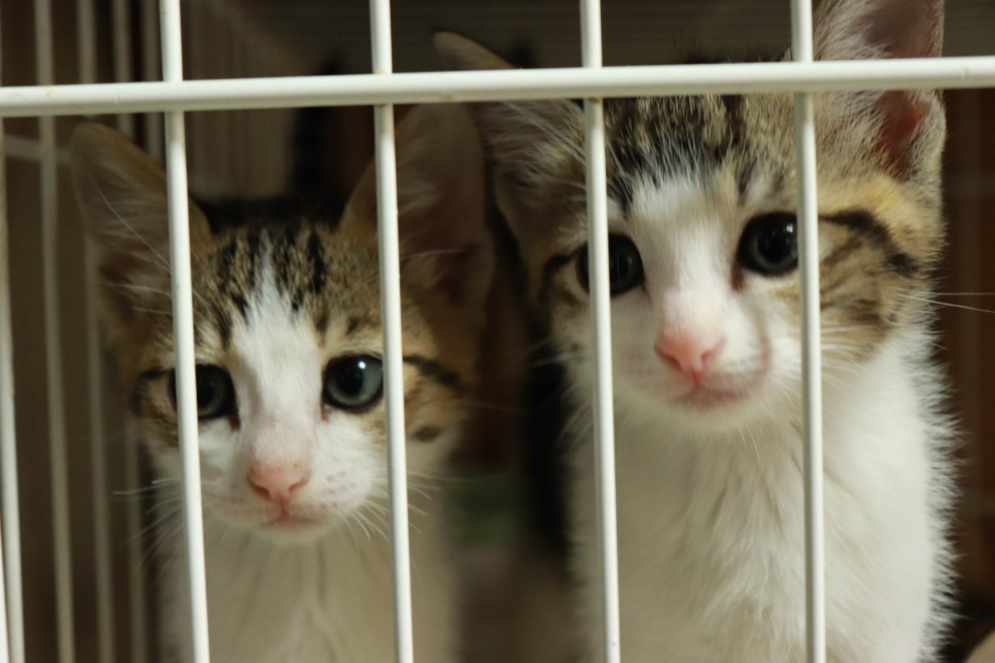 in春日井市☆子猫たちの譲渡会2023年6月17日（土）～ 非営利団体「ちーむ にゃいんず」