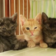 in瀬戸市☆子猫たちの譲渡会2023年6月17日（土）～ 非営利団体「ちーむ にゃいんず」