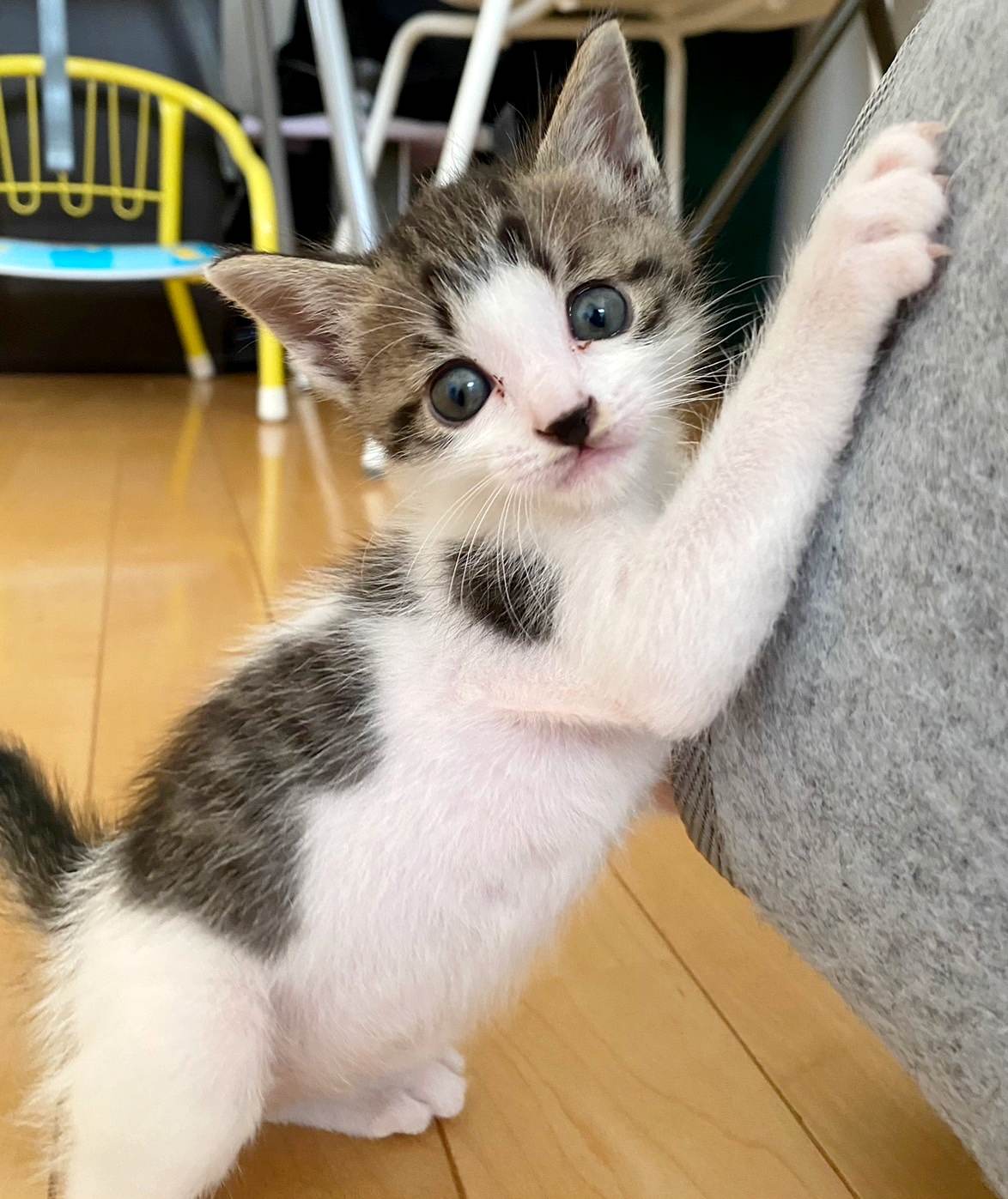 in春日井市☆子猫たちの臨時譲渡会2023年6月24日（土）～ 非営利団体「ちーむ にゃいんず」