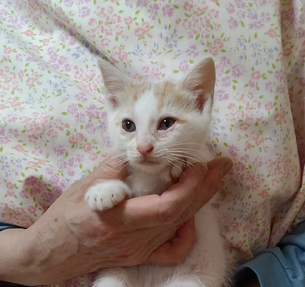 写真より可愛いです！『ロイ』２ヵ月