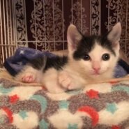 人が大好きな白黒子猫のあず！