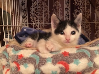 人が大好きな白黒子猫のあず！