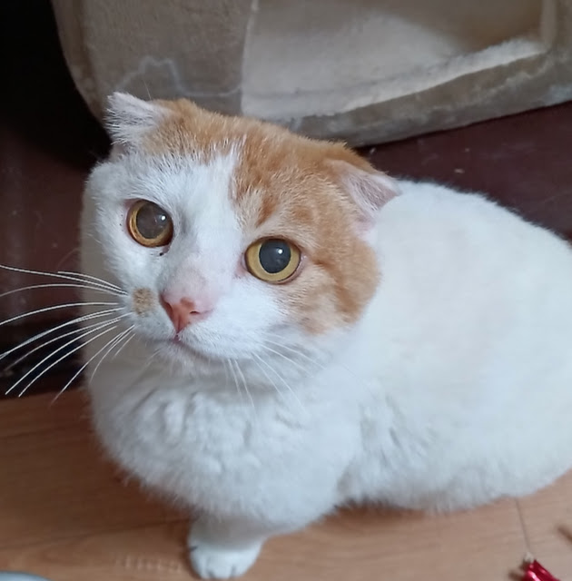 スコティッシュホールドか？『スコ太』３才位