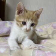 ビビりで甘えん坊で可愛い茶々丸！