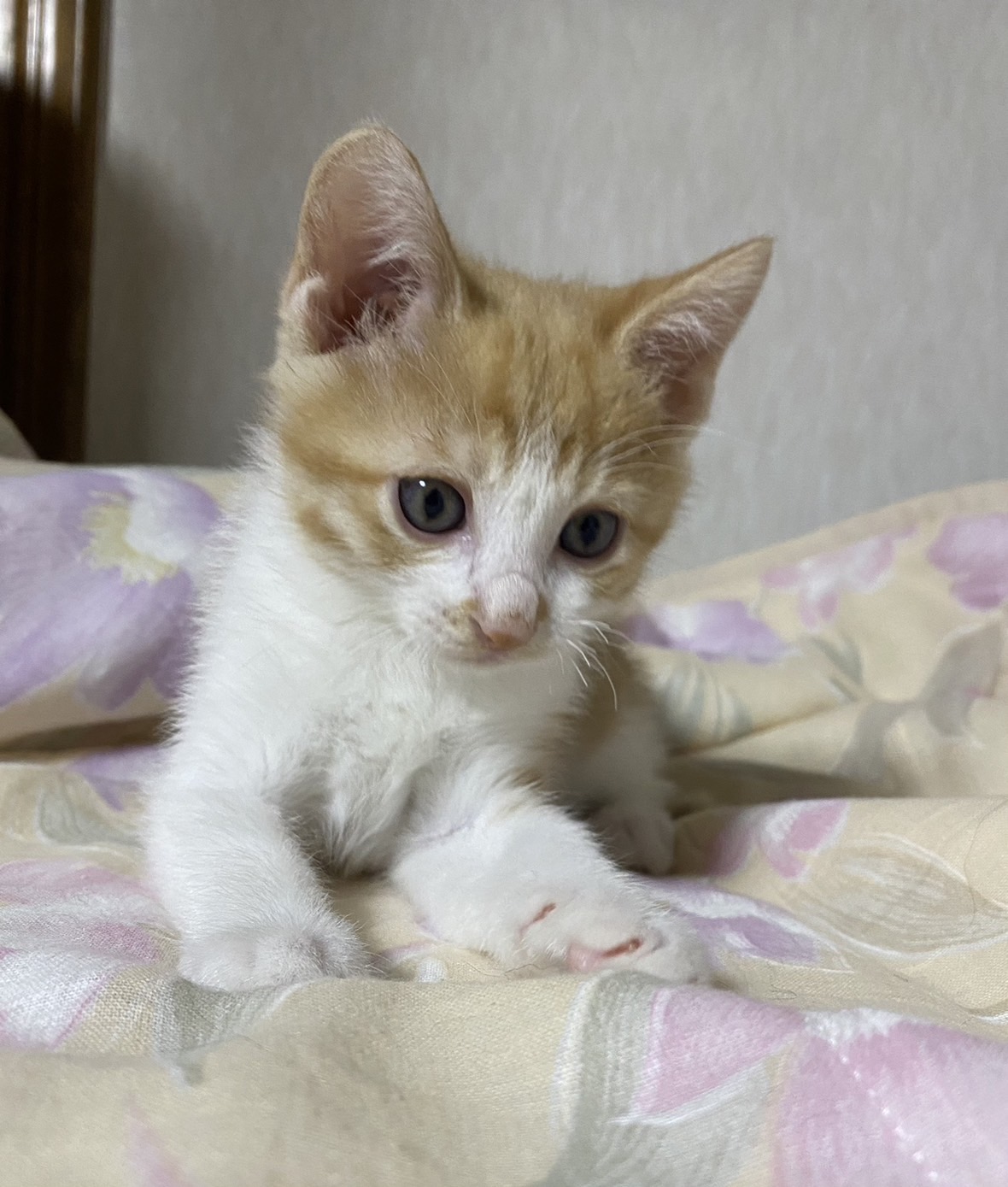 ビビりで甘えん坊で可愛い茶々丸！