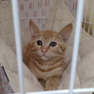 とても可愛い茶トラ子猫のふく！