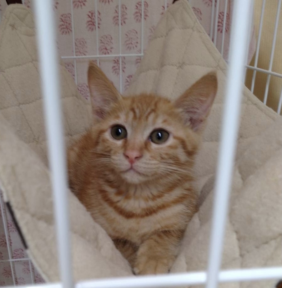 とても可愛い茶トラ子猫のふく！