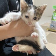 元気で甘えんぼの子猫