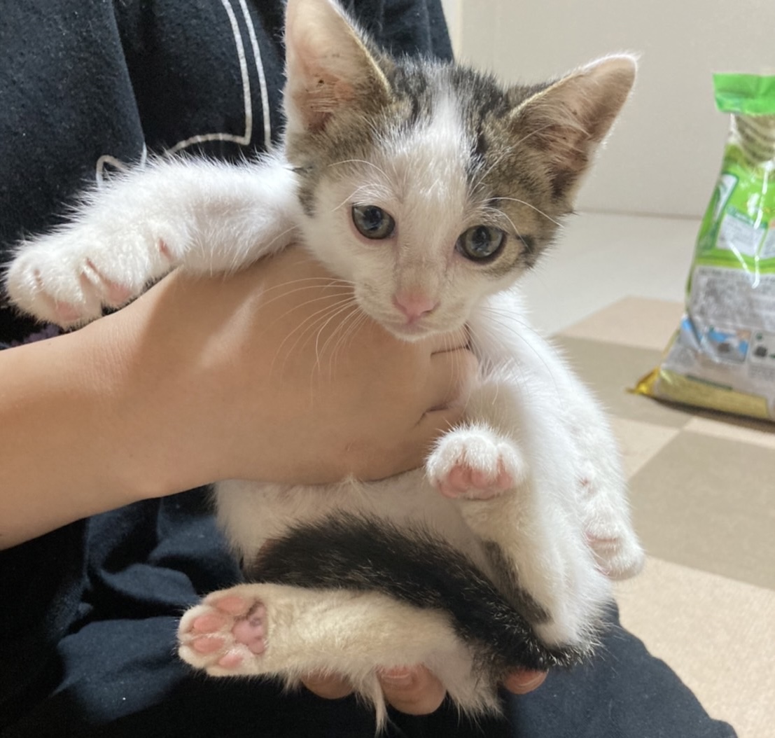 元気で甘えんぼの子猫