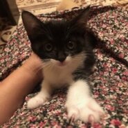 穏やかで可愛い黒白子猫のサワ！