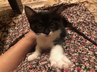 穏やかで可愛い黒白子猫のサワ！