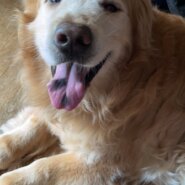 助けてあげてください