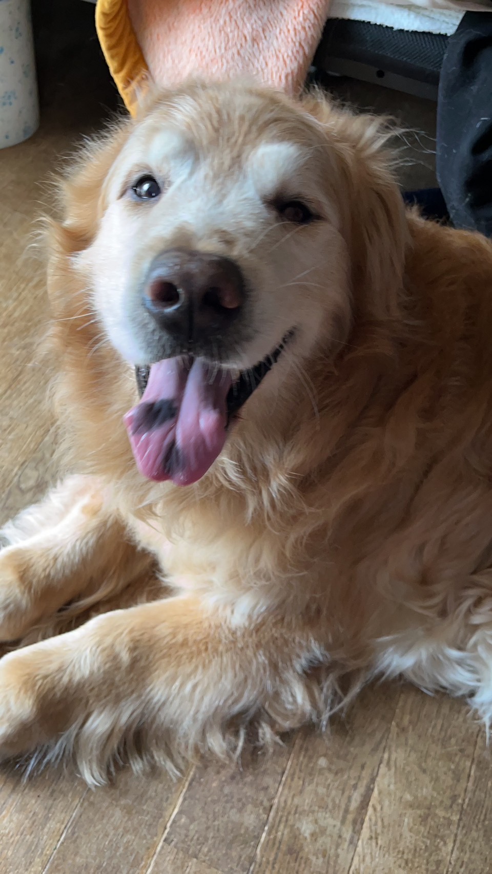 助けてあげてください