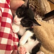 とても甘えん坊な黒猫仔猫の風太！