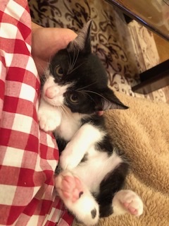 とても甘えん坊な黒猫仔猫の風太！