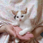 おとぼけ顔が可愛い三毛の『リリ』２ヵ月