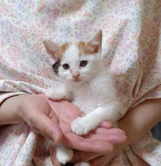 おとぼけ顔が可愛い三毛の『リリ』２ヵ月