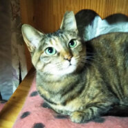 大人の魅力きれいなムギワラ『むぎ』２才